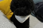 比熊犬有黑色的吗？揭秘比熊颜色的真相