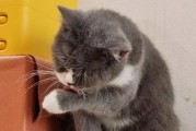 猫会吸走女人的运气,洗脸猫怎么样洗的脸干净吗