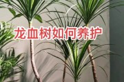 浅谈龙血树的药用价值和安全使用指南,探究龙血树的毒性来源和安全养殖方法