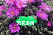 养殖碧玉莲的秘诀,垂吊的彩色悬崖碧玉莲的造型进阶