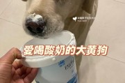 狗狗喝酸奶安全吗(哪些因素决定了狗狗能不能喝酸奶)