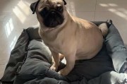 巴扎黑养的狗是什么狗,巴扎黑是什么狗种
