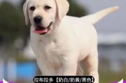 纯种拉布拉多多少钱(纯种拉布拉多犬)