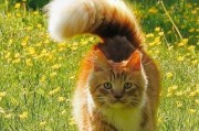猫咪的尾巴宛若一柄长鞭,猫咪的尾巴像气球一样大