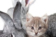 猫吃兔子吗有图片,猫吃兔子吗会不会捕捉兔子