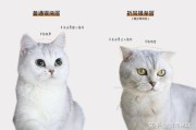 美短折耳猫(美短折耳猫与纯种苏格兰折耳猫的对比)