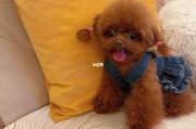 泰迪能长多大多少斤(茶杯犬泰迪能长多大)