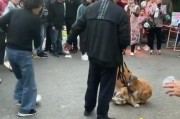 长沙金毛事件最新进展,长沙金毛咬小狗事件