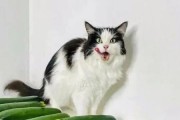 猫能吃黄瓜吗会死吗,猫能吃黄瓜吗为什么
