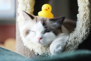 布偶猫可以吃馒头吗,猫可不可以吃馒头