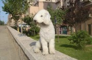 贝林登梗犬图片,贝林登梗犬和贝灵顿梗