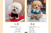 比熊和泰迪养护对比：选择最适合你的宠物