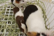 网上买的荷兰猪能活多久,猪能活多久寿命多长