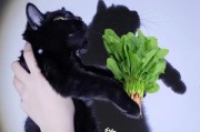猫能吃菠菜吗为什么,猫能吃波菜吗