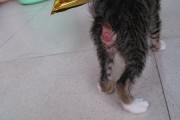 猫咪脱肛怎么办(猫咪脱肛初期图片)