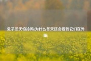 兔子冬天怕冷吗(为什么冬天还会看到它们在外面)