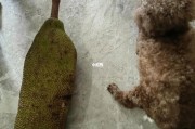 狗狗能不能吃菠萝蜜干果(狗狗能不能吃菠萝蜜果肉)