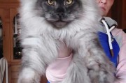 大型猫品种(世界上体型最大、价格最贵的家猫)