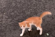猫拦路有寓意吗,猫拦路预示什么