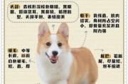 柯基打芯片安全吗？对狗狗身体健康有影响吗？