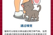 猫认识主人吗能记得多久,宠物猫认识主人吗