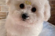 小狗能吃羊肉吗两个月的小比熊,小狗能吃羊肉吗会死吗