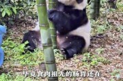 大熊猫吃啥肉,大熊猫吃啥样的竹子