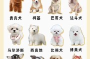 十大适合家养的狗排名，看看你家狗子第几？