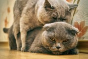猫咪怪异的交配行为,猫咪交配的鱼钩状生殖器
