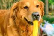 狗可以吃香蕉吗(香蕉是无害零食还是潜在危险)