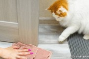 家里来猫预示要死人吗,家里来猫不走了代表什么预兆