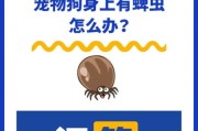 狗狗蜱虫的危害,狗狗蜱虫怎么处理掉