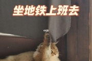 猫能上地铁吗武汉,猫能上地铁吗深圳