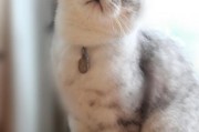只有可乐罐大小的猫(为折耳猫塑造小猫般的外表)