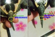 草龟怎么分公母(草龟大小不同意味着什么)