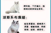 布偶猫名字的由来,布偶猫名字最旺家