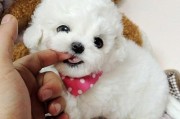 比熊怎么看纯不纯是不是小体,比熊和泰迪哪个更忠诚
