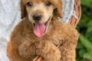 大泰迪叫什么巨型贵宾犬图片,大泰迪叫什么多少钱