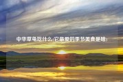 中华草龟吃什么(它最爱的季节美食是啥)