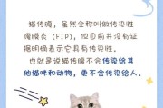 猫传腹会传染吗需要全面消毒吗,猫传腹能传染给人吗