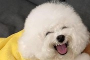 比熊可以吃香蕉吗？正确喂食方式解析