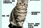 虎斑猫属于什么档次,虎斑猫公的好还是母的好