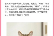 猫的听力怎么样,猫的听力距离是多远