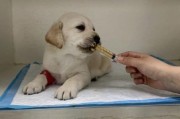 狗冠状病毒可以自愈吗,狗狗冠状病毒能存活多长时间