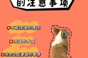 狗狗打了疫苗后能洗澡吗？这些注意事项你必须知道