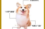 如何辨别纯种柯基犬的品相特征