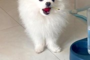 狗狗能不能吃樱桃果肉(狗狗能不能吃樱桃 且没有吐核)