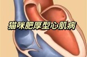 猫心脏病症状和治疗,猫心肌肥厚是吓出来的吗