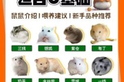 仓鼠一年生几窝对身体好,仓鼠一年生几窝合适