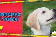 狗能不能吃芒果肉,狗能不能吃芒果冰淇淋